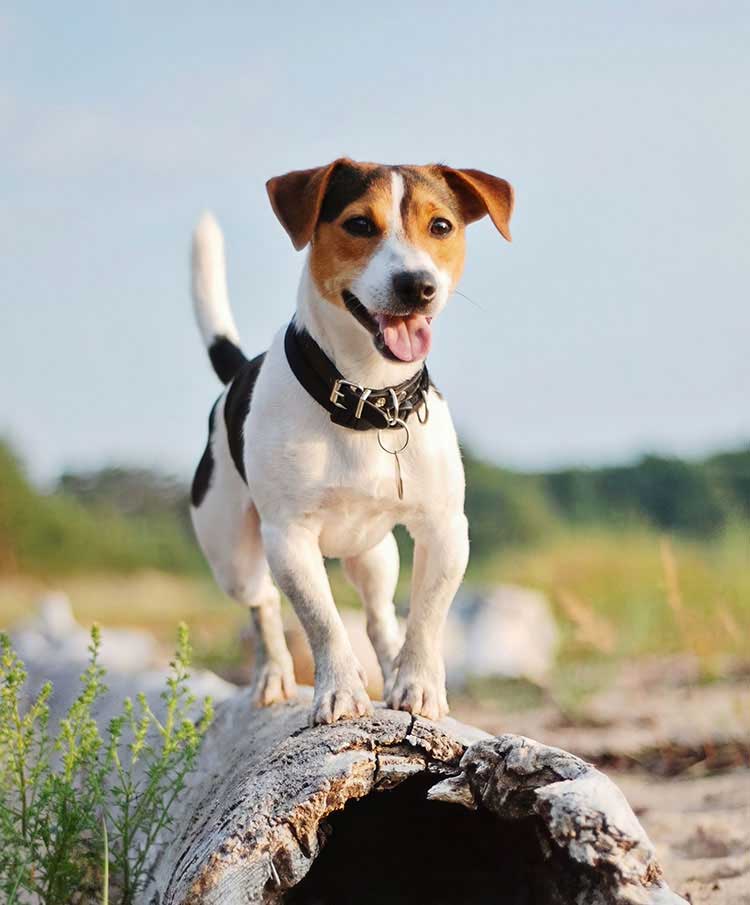 Small terrier standing on a log at a New Zealand beach, representing pet relocation from New Zealand to Australia with Departure Pets