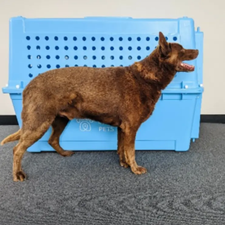 Photo 1: Your pet standing beside the pet travel crate