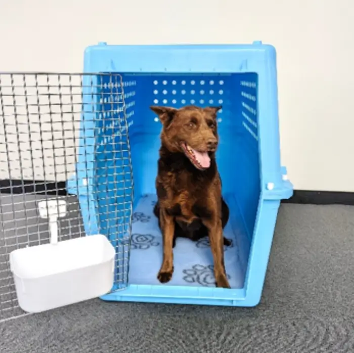 Photo 2 Your pet standing inside the crate with the door open